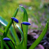 Photo: 'Spring is on its way'