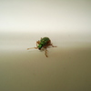 Photo: 'Green little fella'
