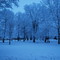 Photo: 'En vit vinter i parken'