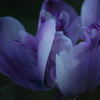 Photo: 'Purple Flower'