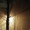 Photo: 'Ljusspel med träd'