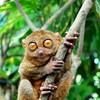 Photo: 'TARSIER: world's smallest primate'