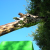 Photo: 'Le Giraffe'